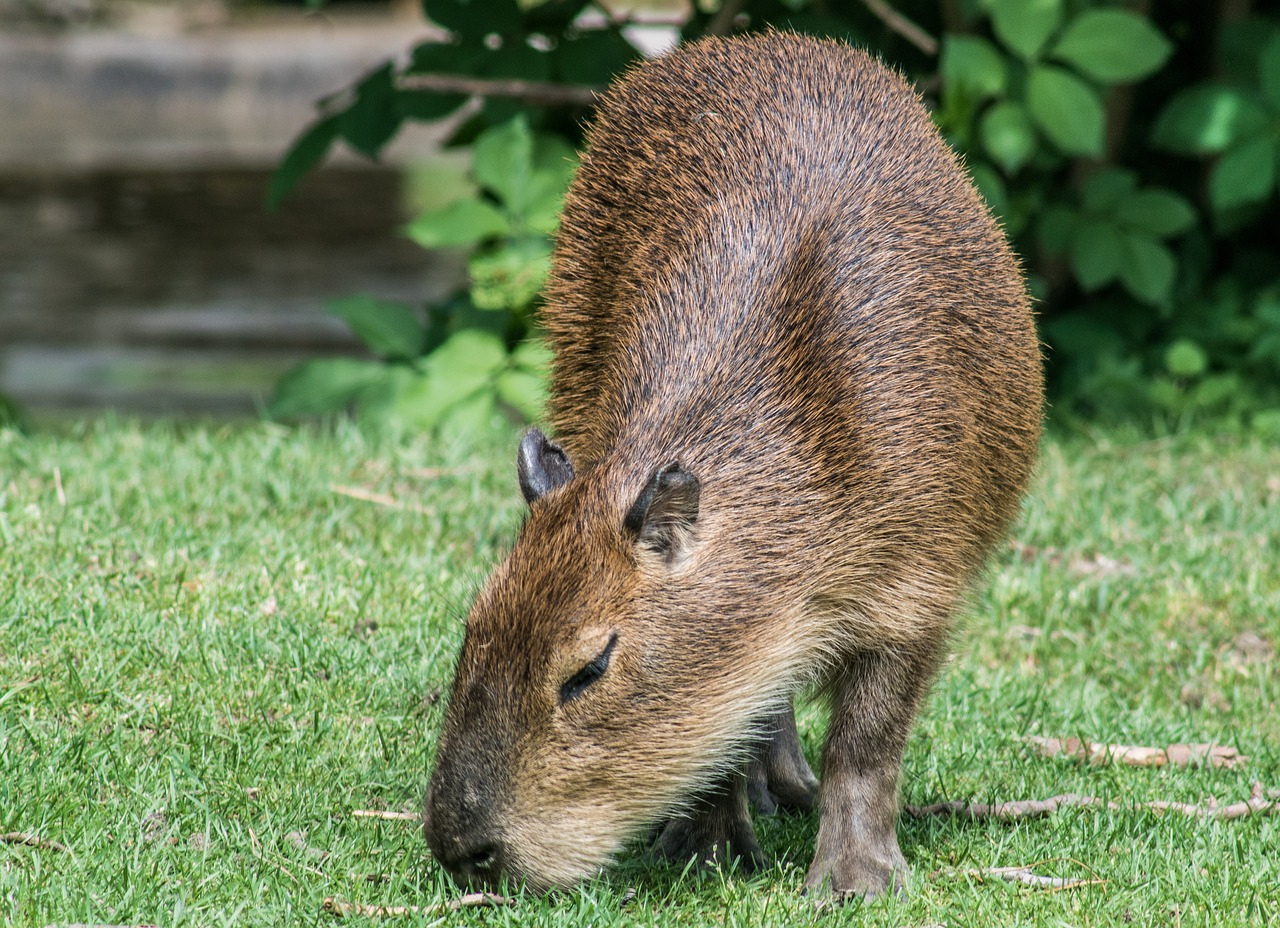 capybara  rodent  mammal free photo