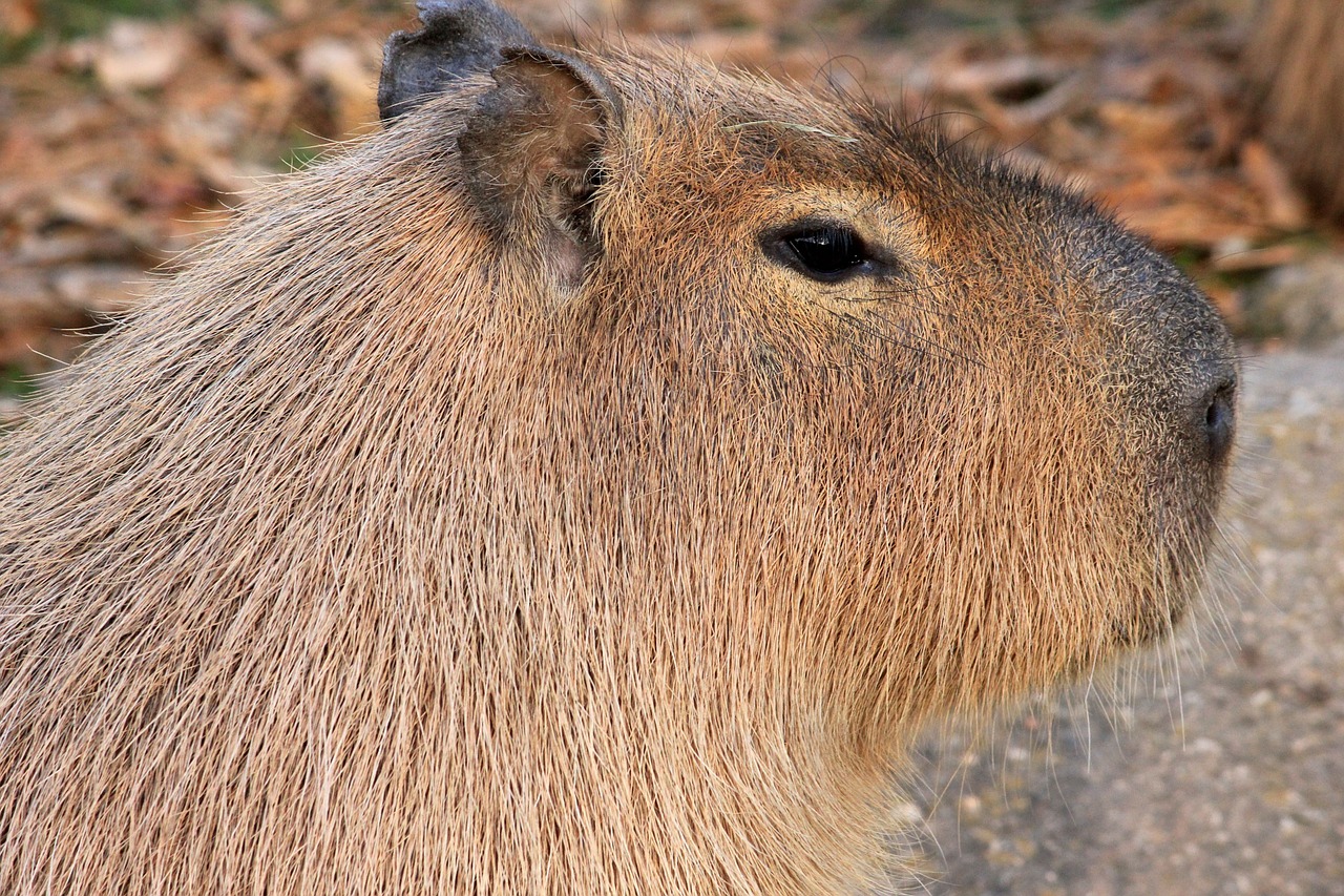 capybara rodent animal free photo