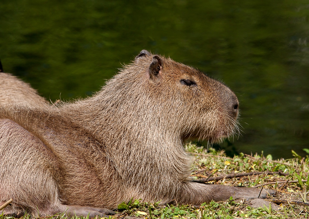 capybara  animal  mammal free photo