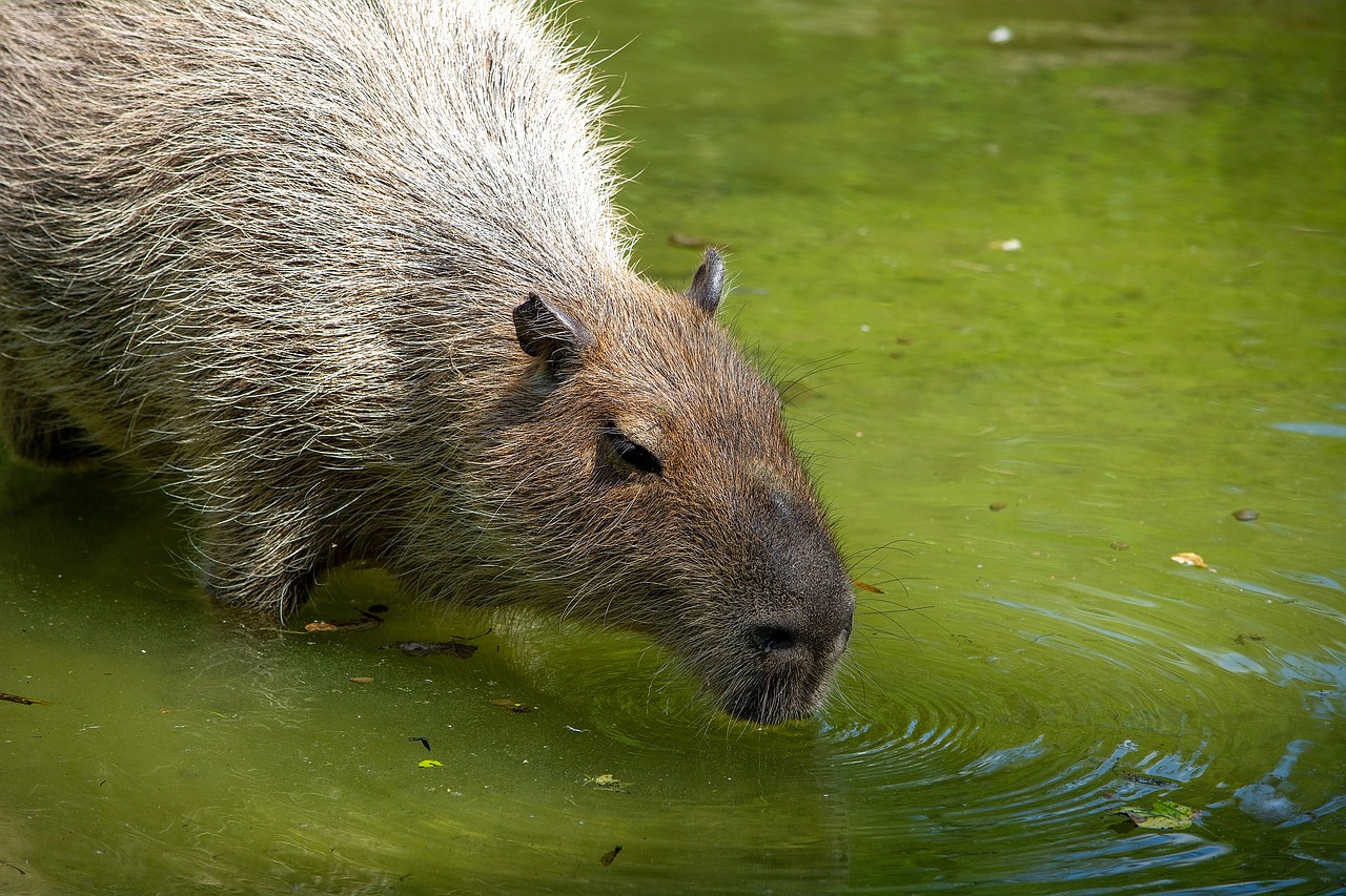 capybara  rodent  animal free photo