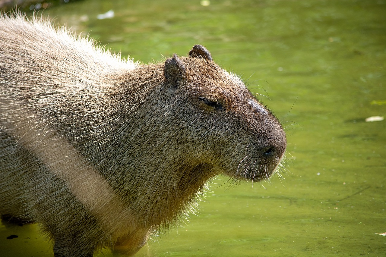 capybara  rodent  animal free photo