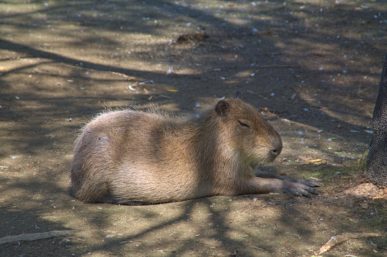 capybara  zoo  resting free photo