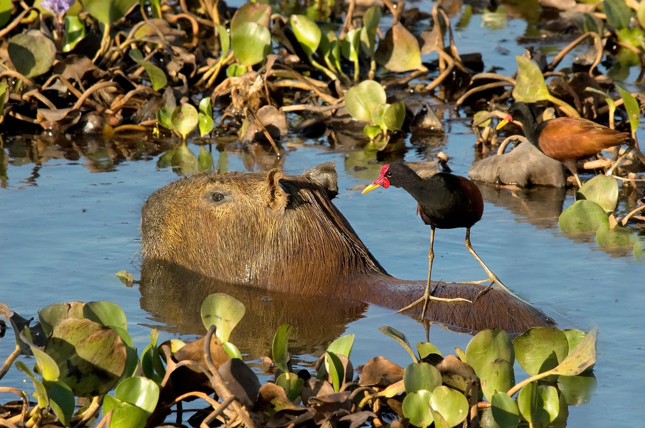 capybara  rodent  jacana free photo
