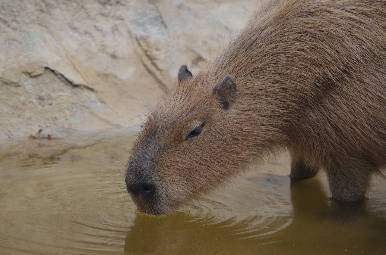 capybara  rodent  animal free photo