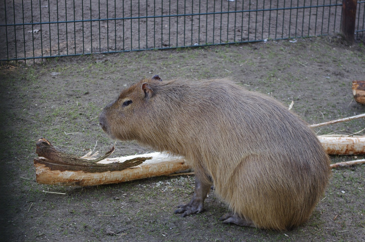 capybara  zoo  mammal free photo