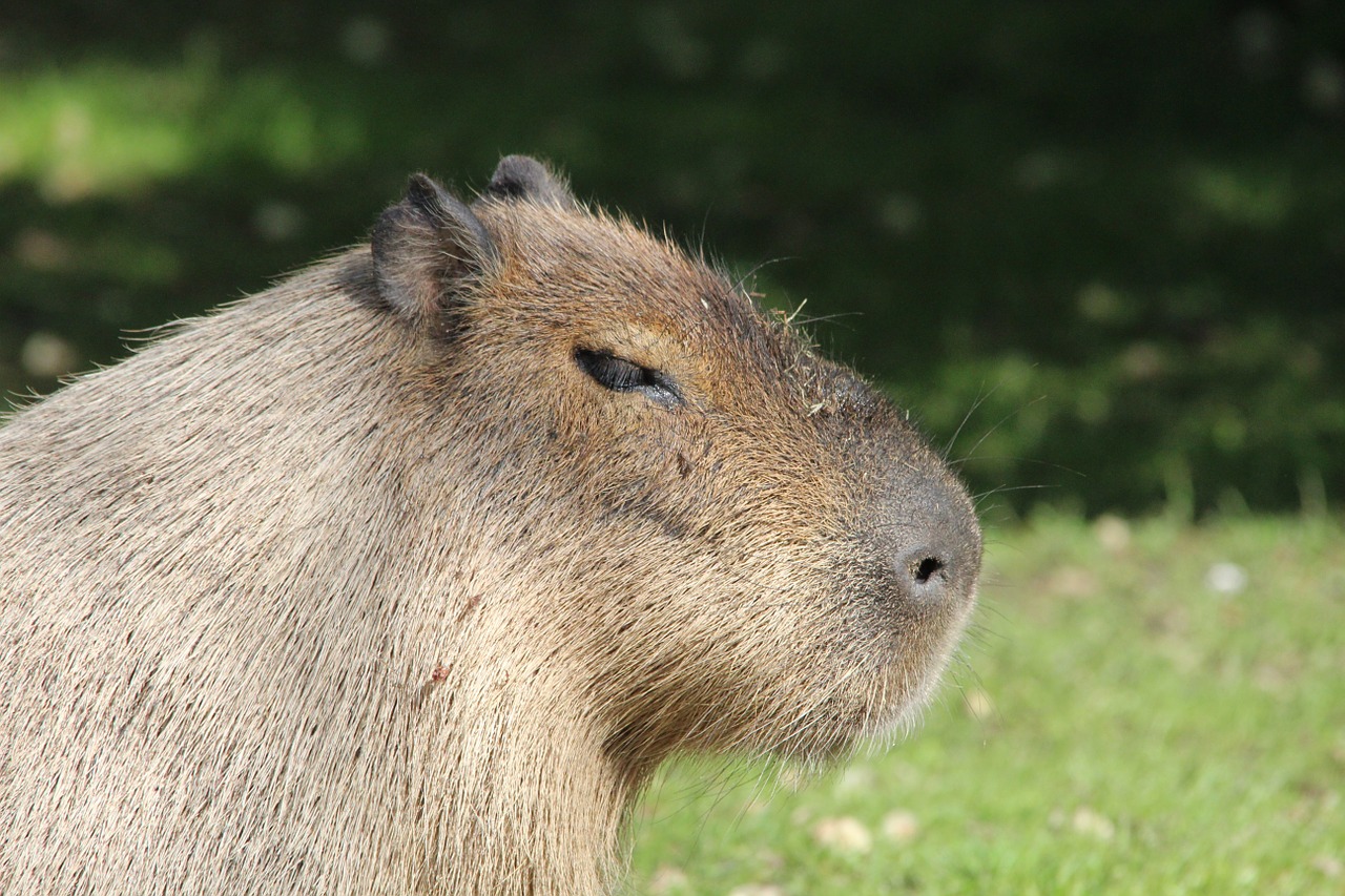 capybara rodent hydrochoerus hydrochaeris free photo