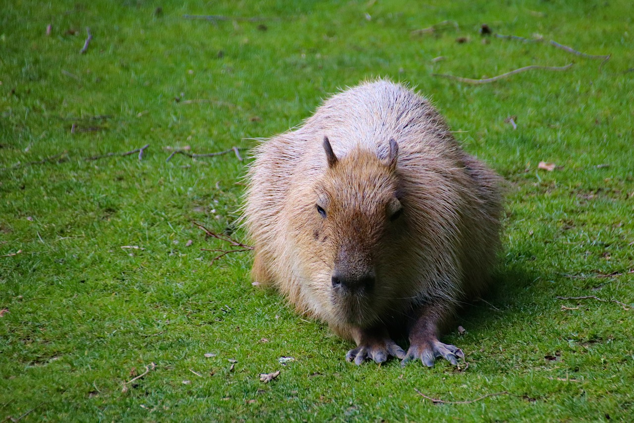 capybara  rodent  large free photo