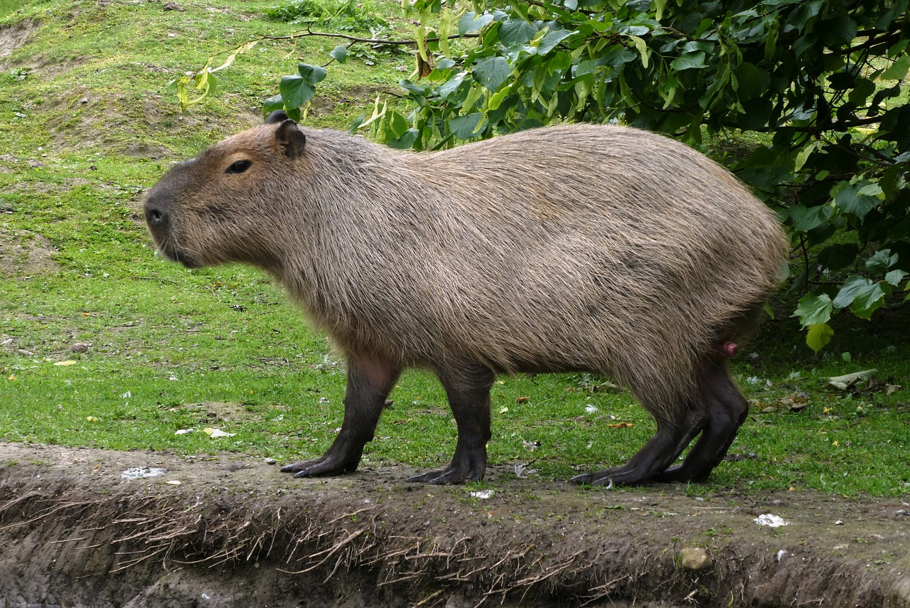 capybara  faunapark  animal park free photo