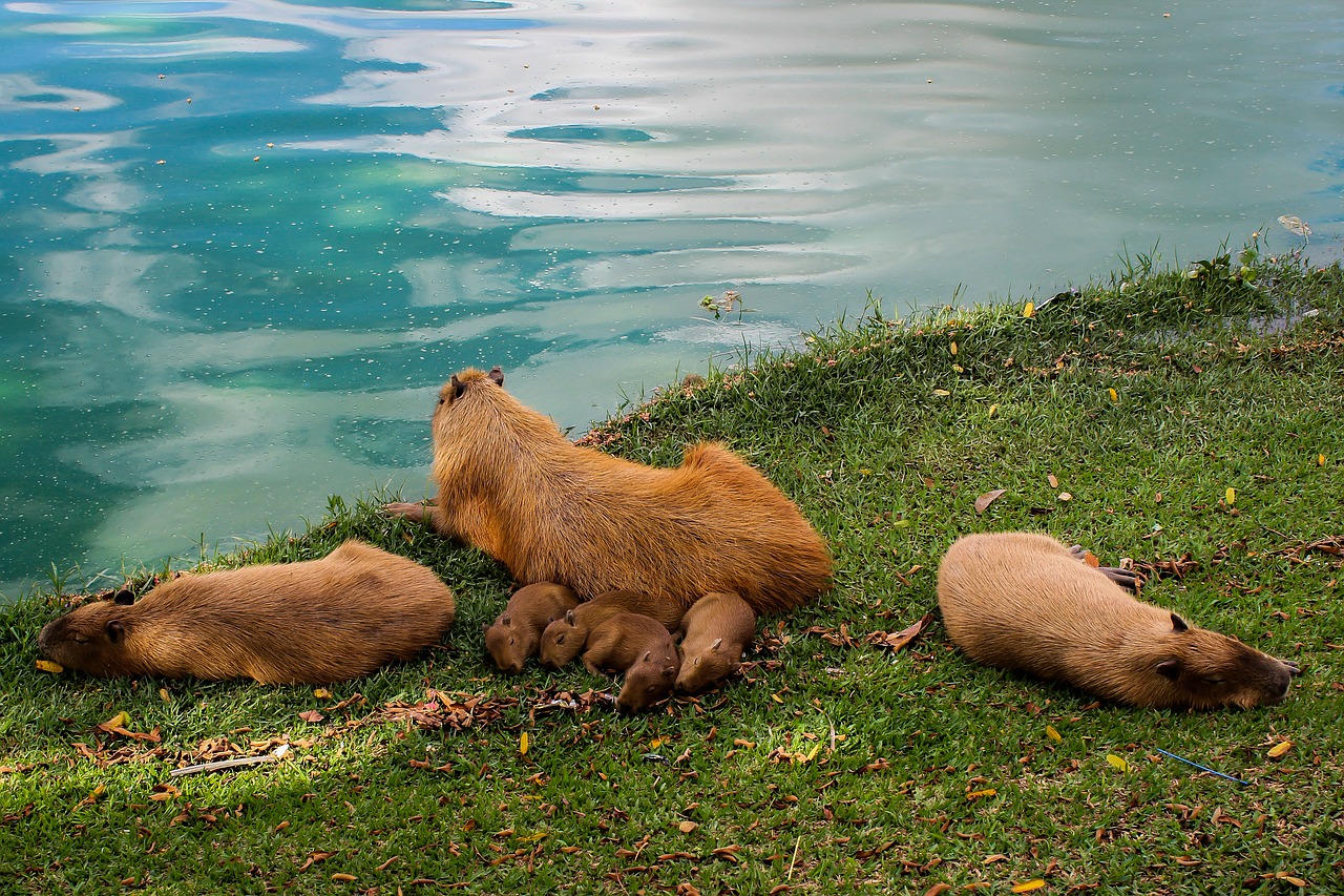 capybara animal lake free photo