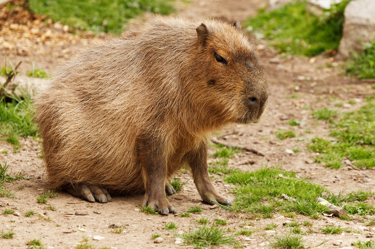 animal brown capibara free photo