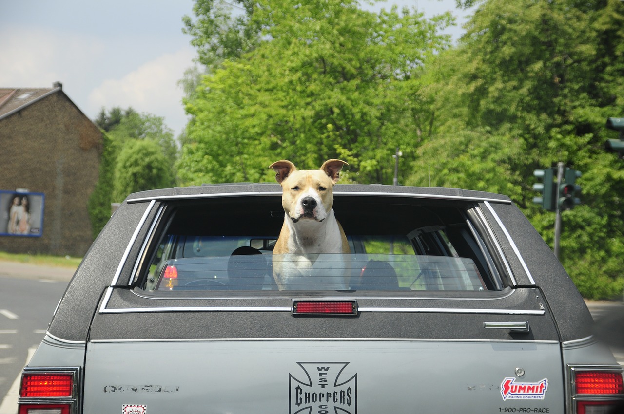 car dog usa car free photo