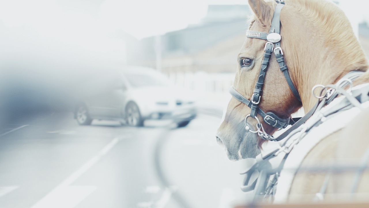 car horse horse head free photo