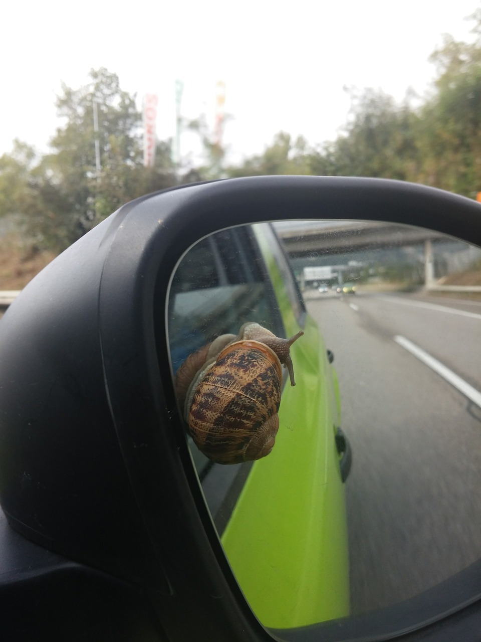 car snail swiss free photo
