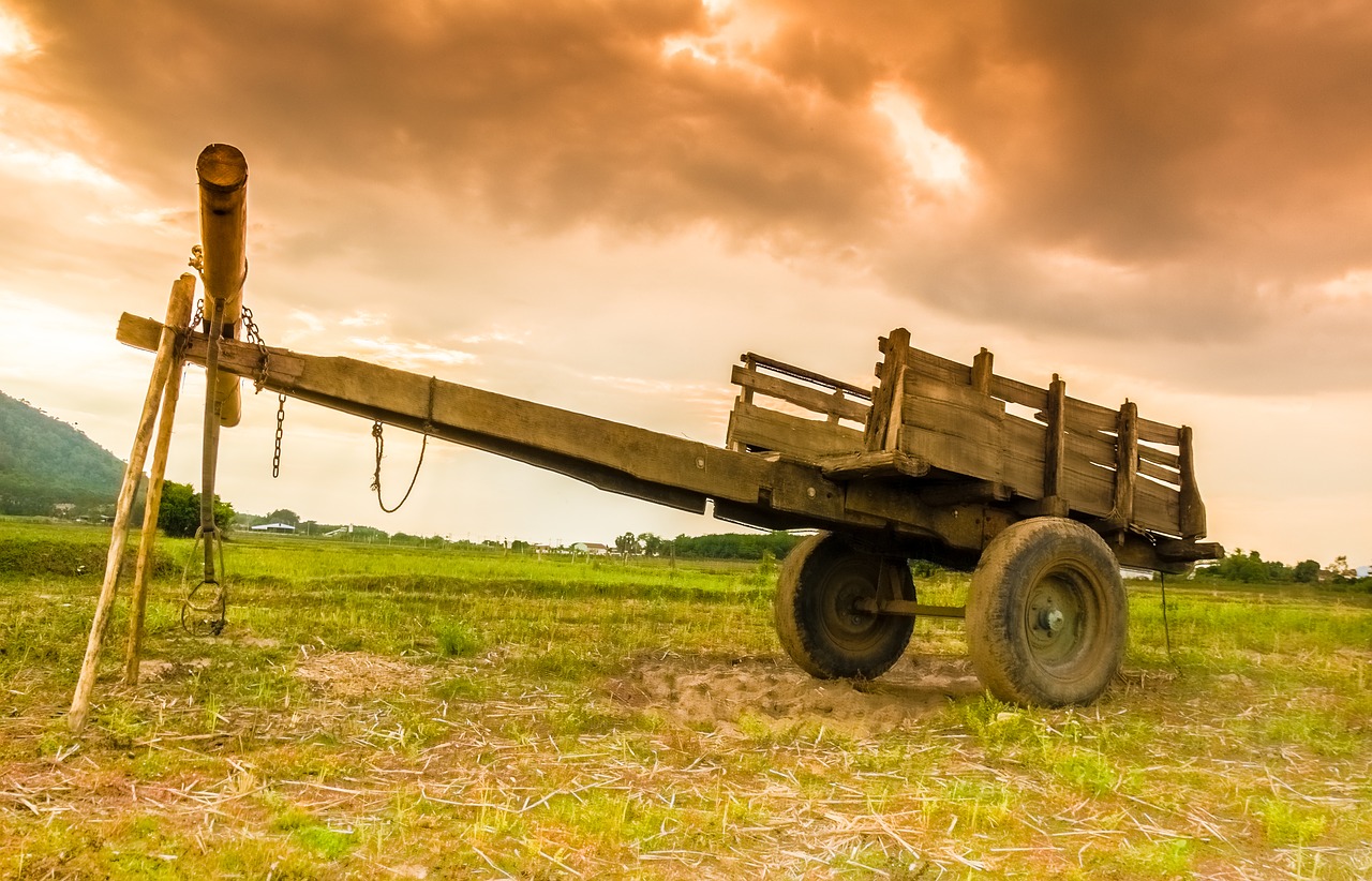 car cow vehicle shipping free photo