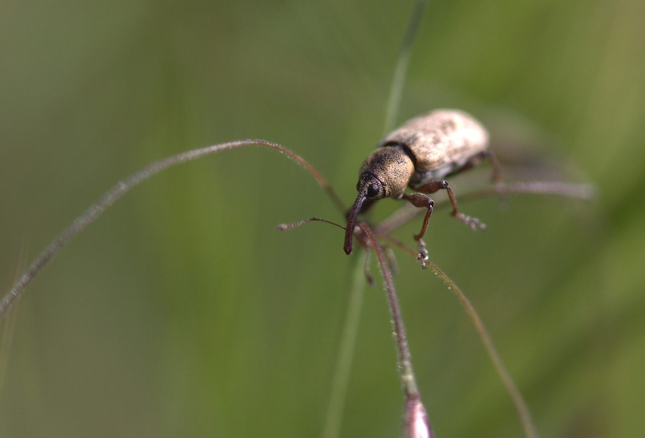 carabus insecta climb free photo