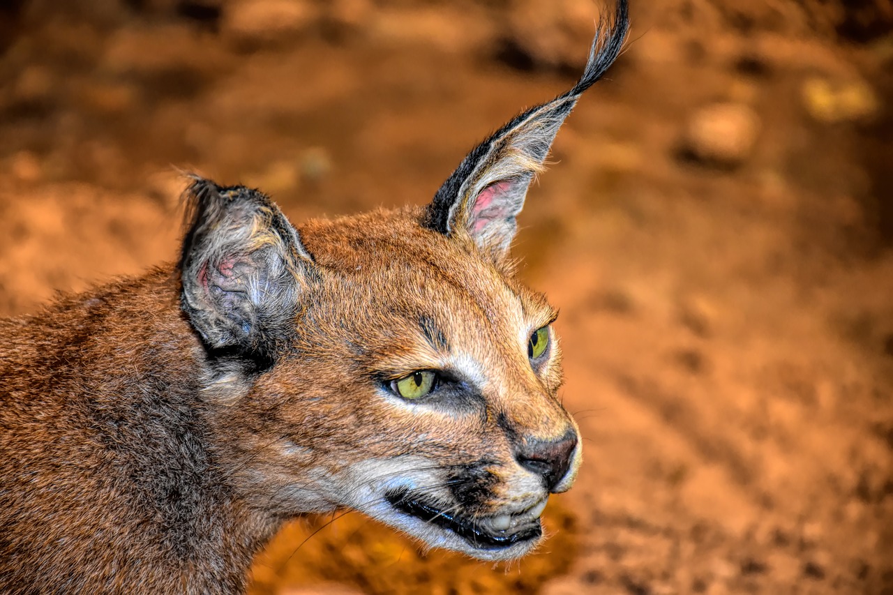 caracal cat  wildlife  cat free photo