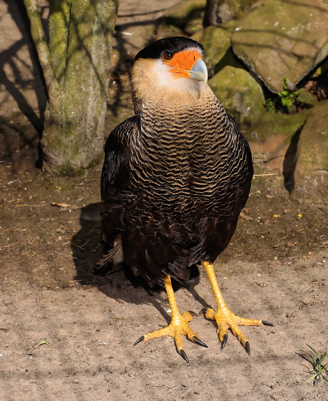 caracara bird head free photo