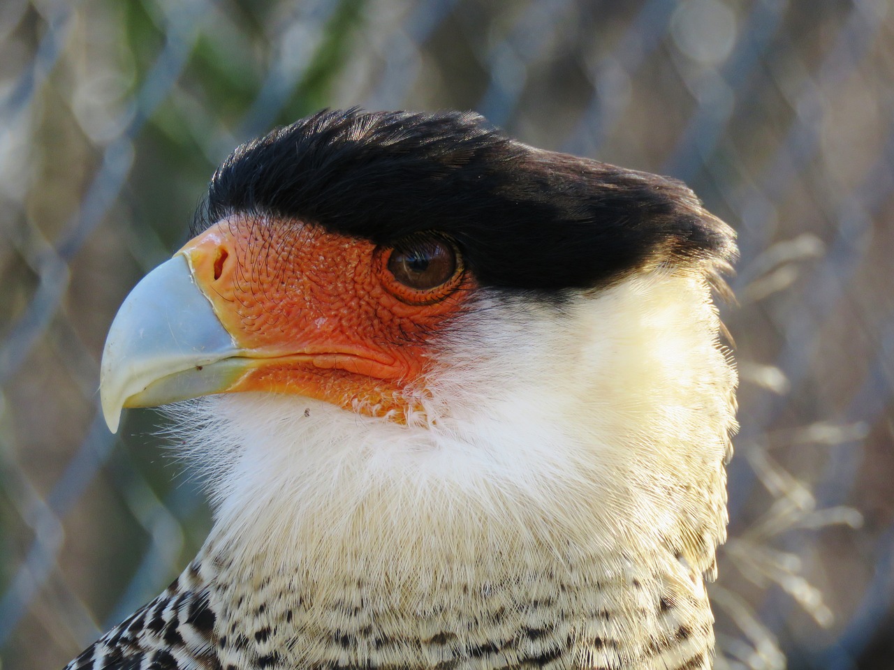 caracara plumage raptor free photo