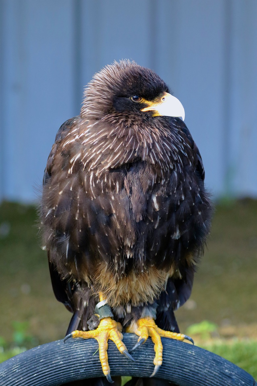 caracara bird of prey bird free photo