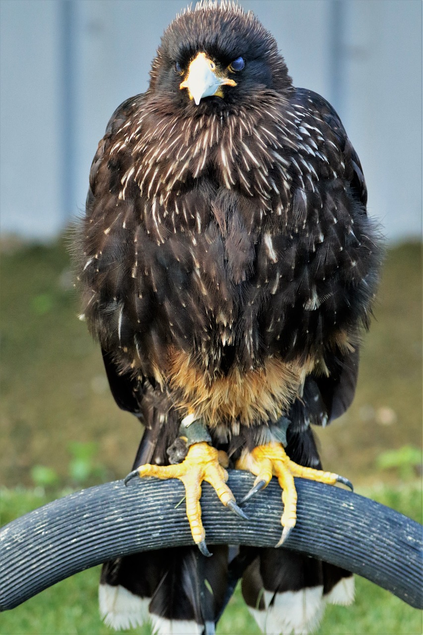 caracara bird of prey bird free photo