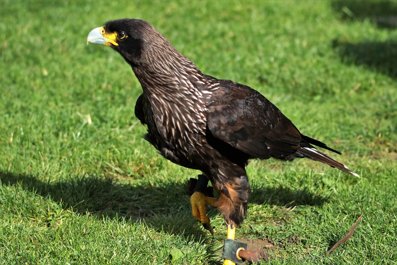 caracara bird of prey bird free photo