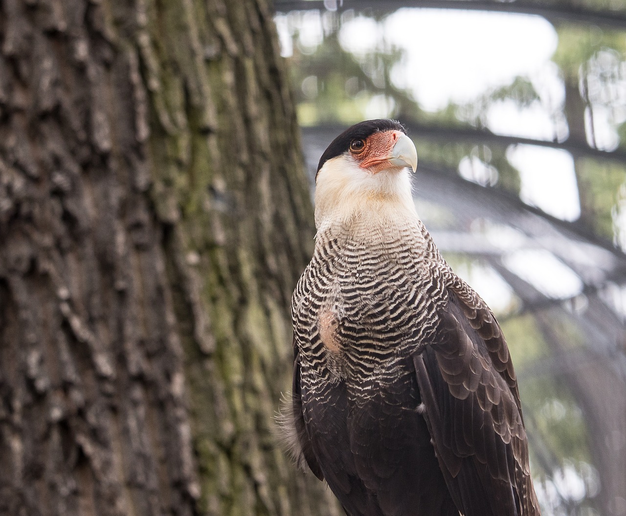 caracara  raptor  bird free photo