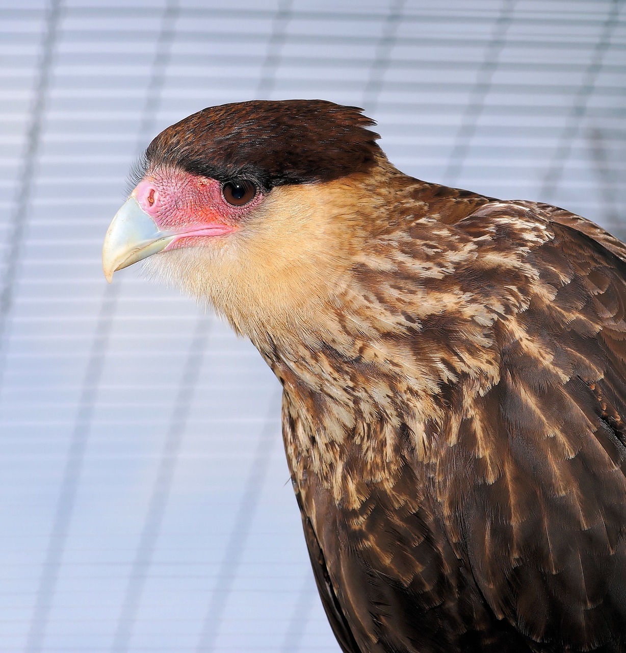 caracara bird head free photo