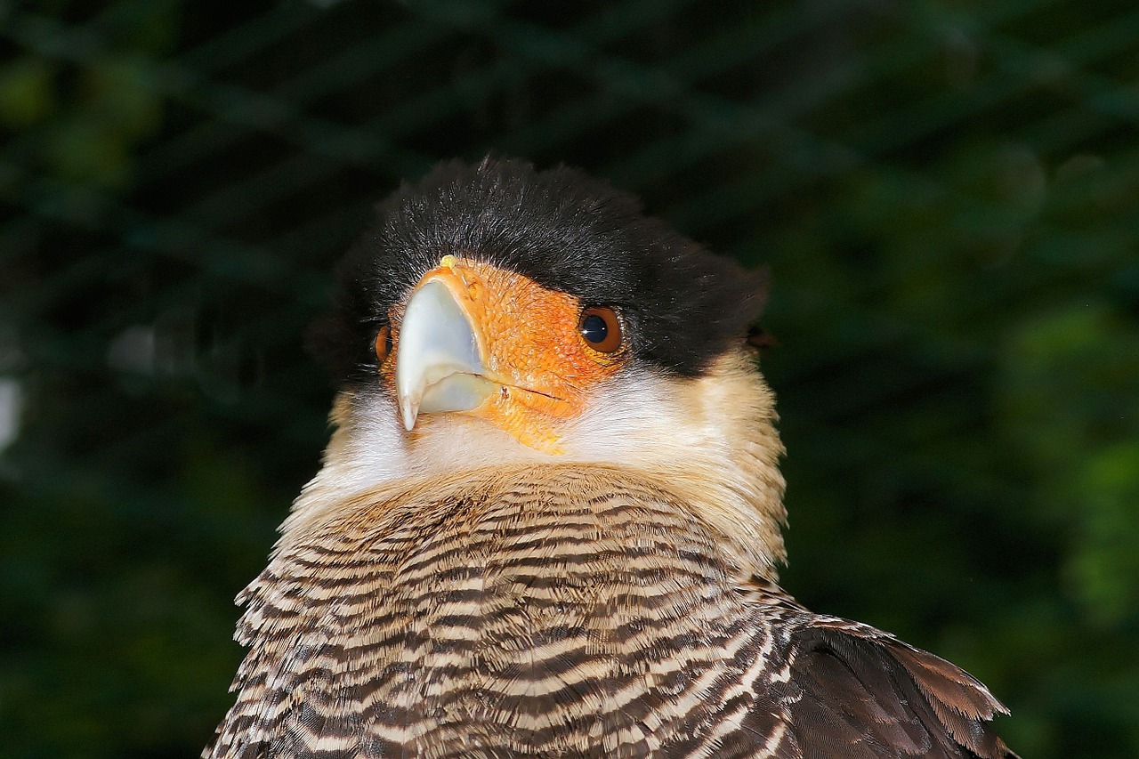 caracara bird head free photo