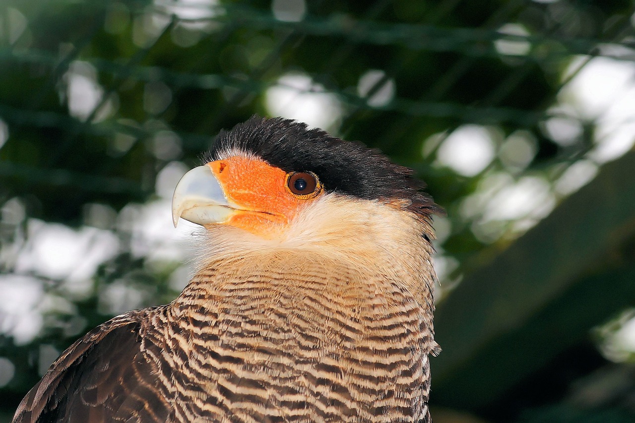 caracara bird head free photo