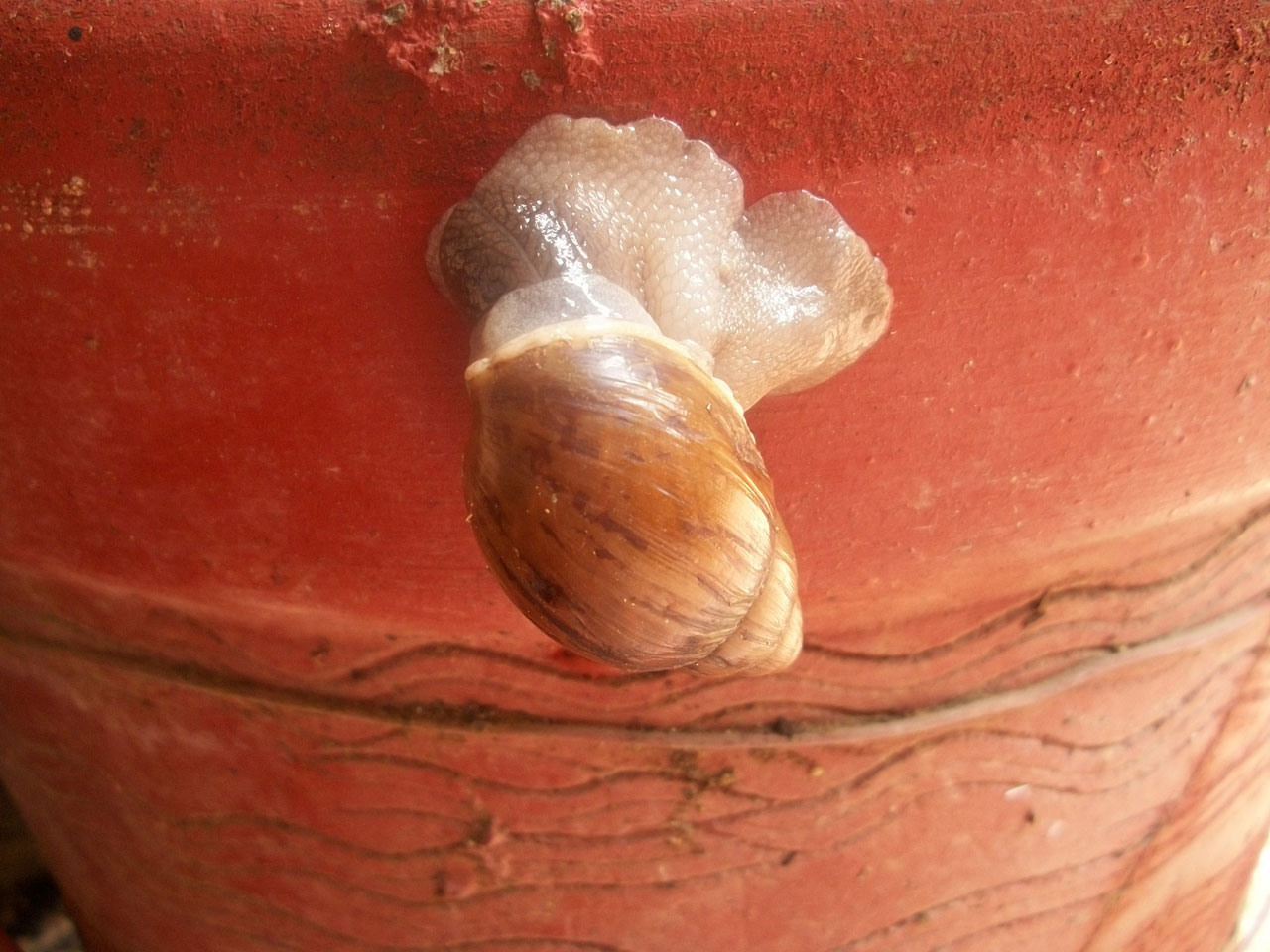 snails slugs animal free photo