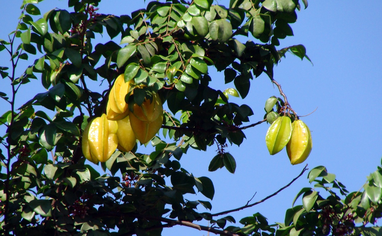 carambola starfruits trees free photo
