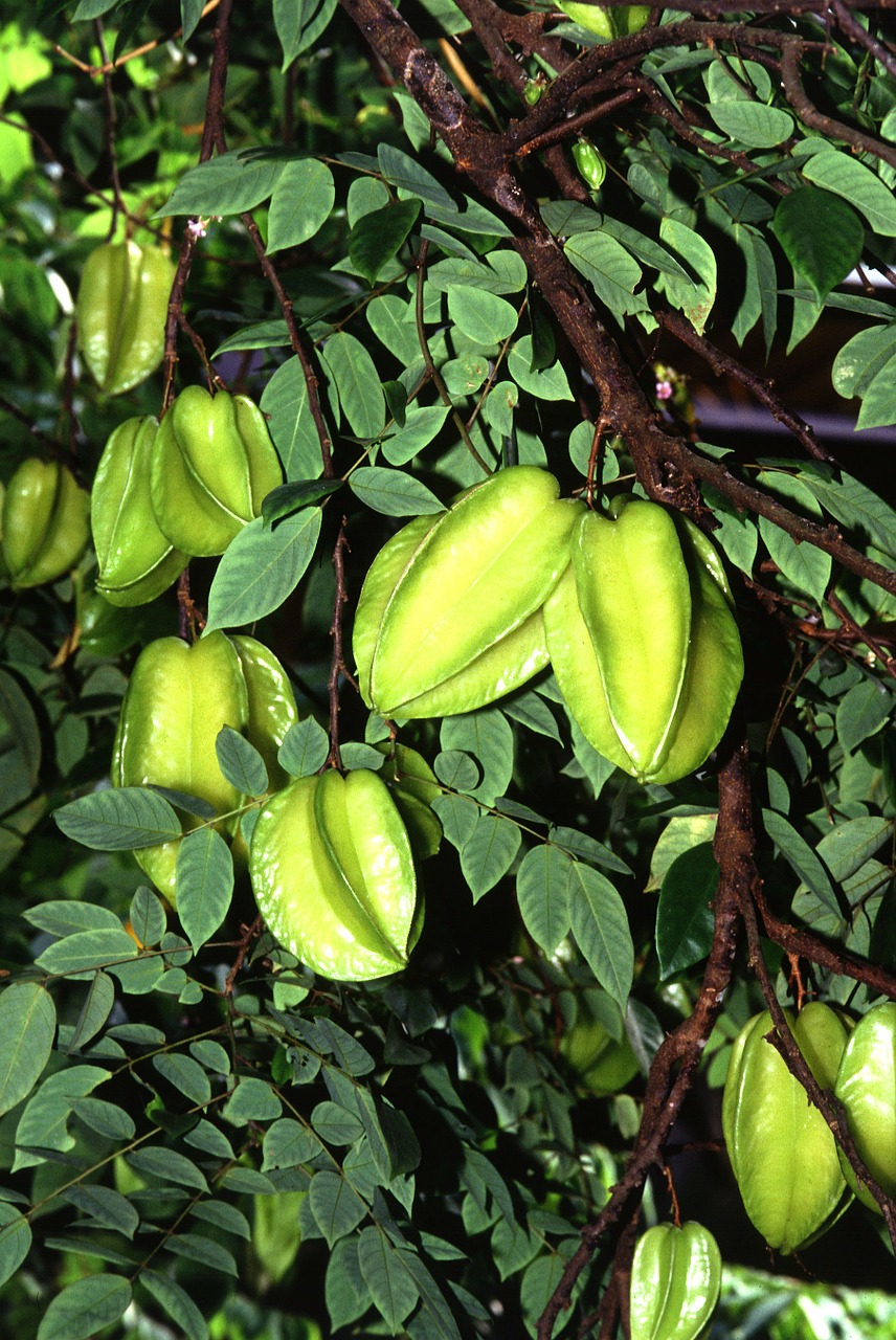 carambola starfruit exotic free photo