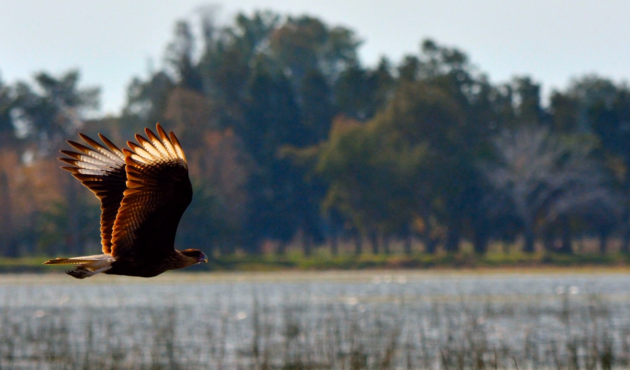 carancho ave bird in flight free photo