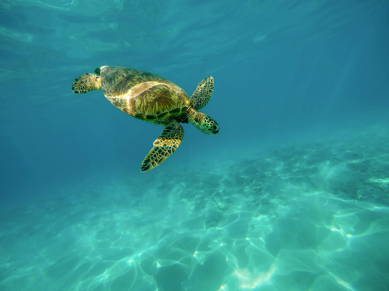 carapace marine turtle ocean free photo