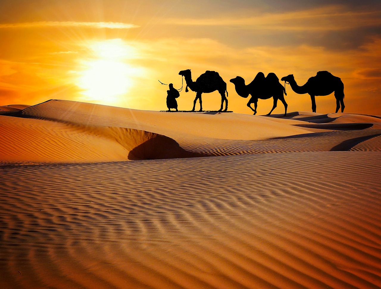 caravan  desert  safari free photo