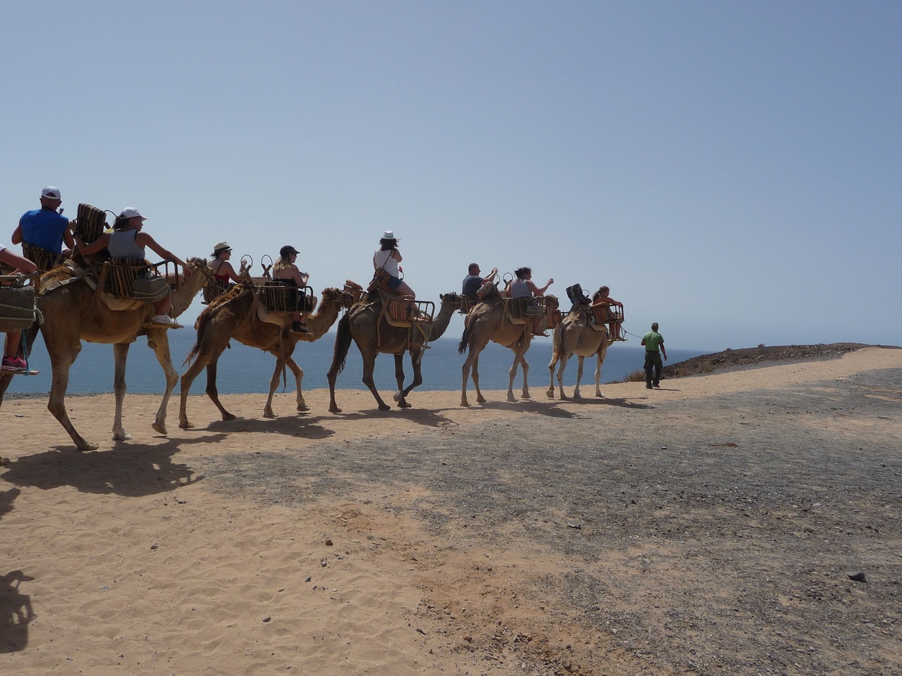 caravan camel desert ship free photo