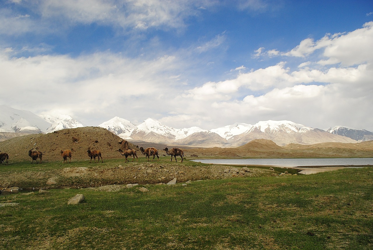 caravan camels landscape free photo