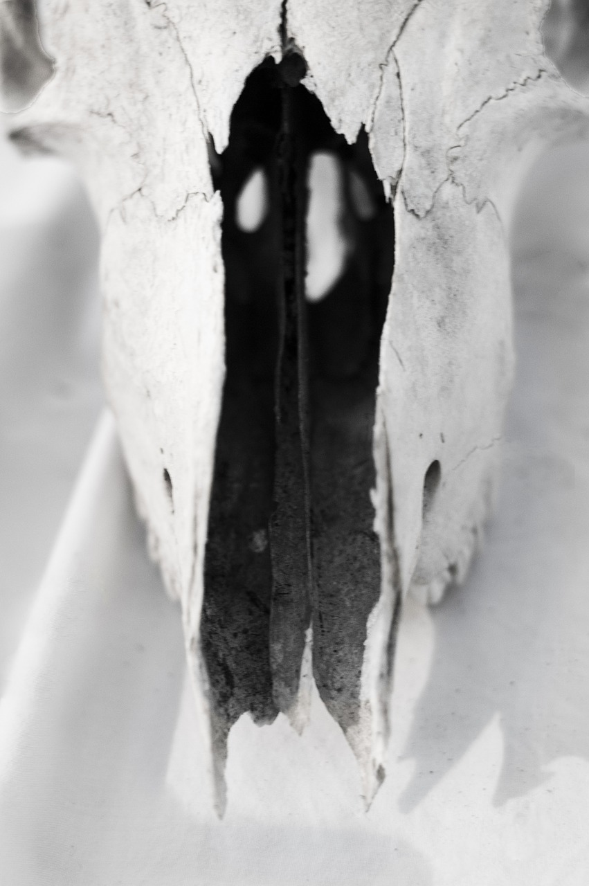 carcass bones skull free photo