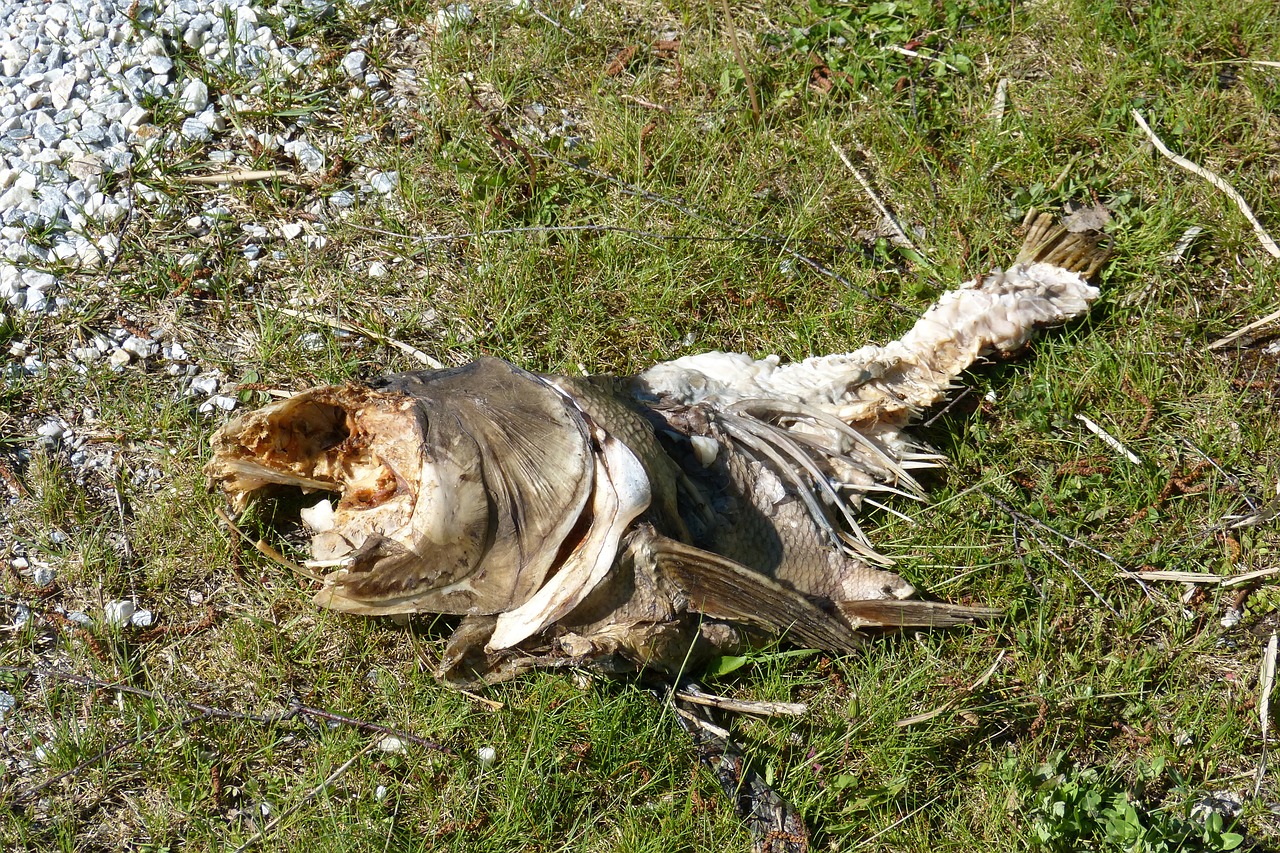 carcass fish carcass rotten free photo