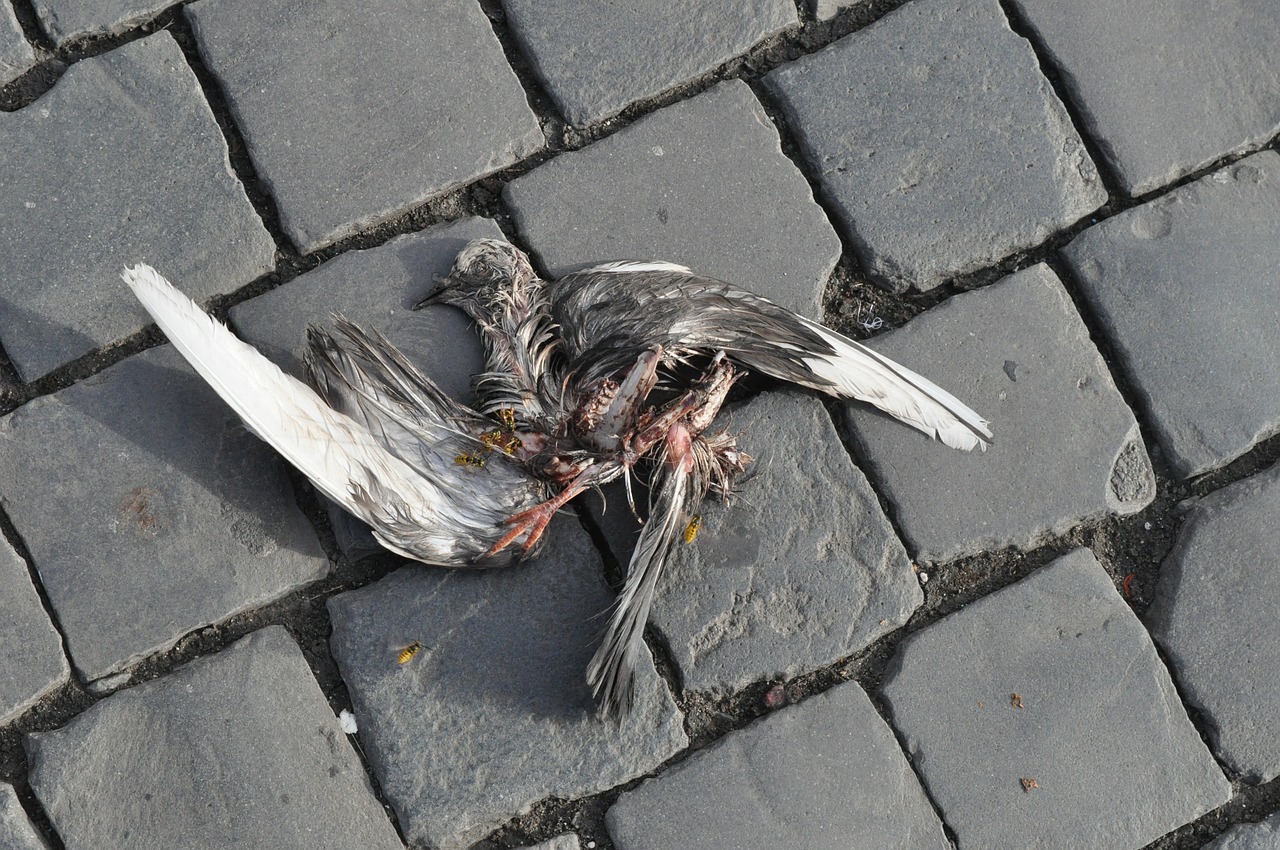 carcass dove death free photo