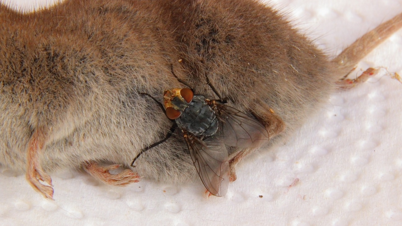 carcass mouse shrew free photo