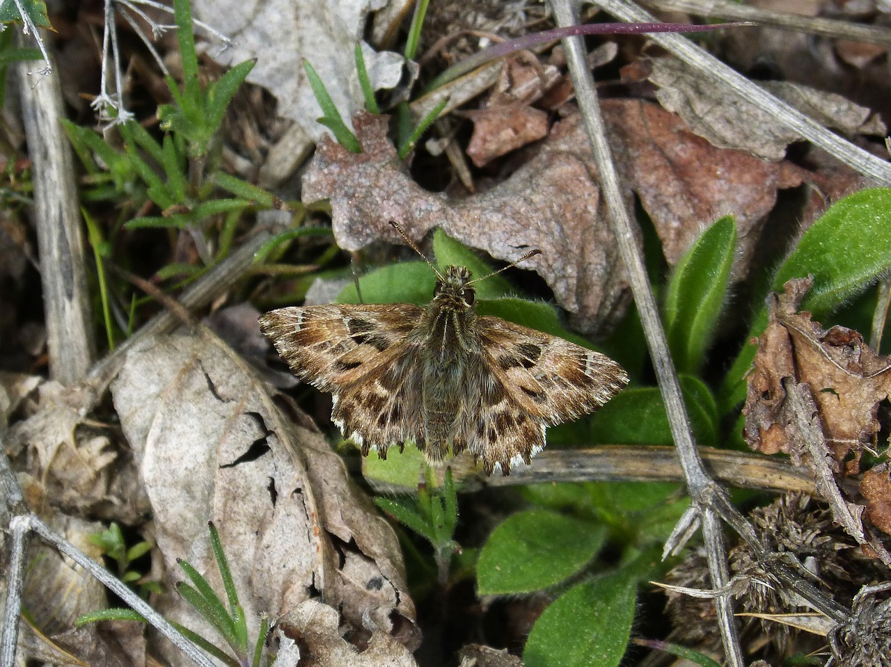 carcharodus alceae butterfly hespérido free photo