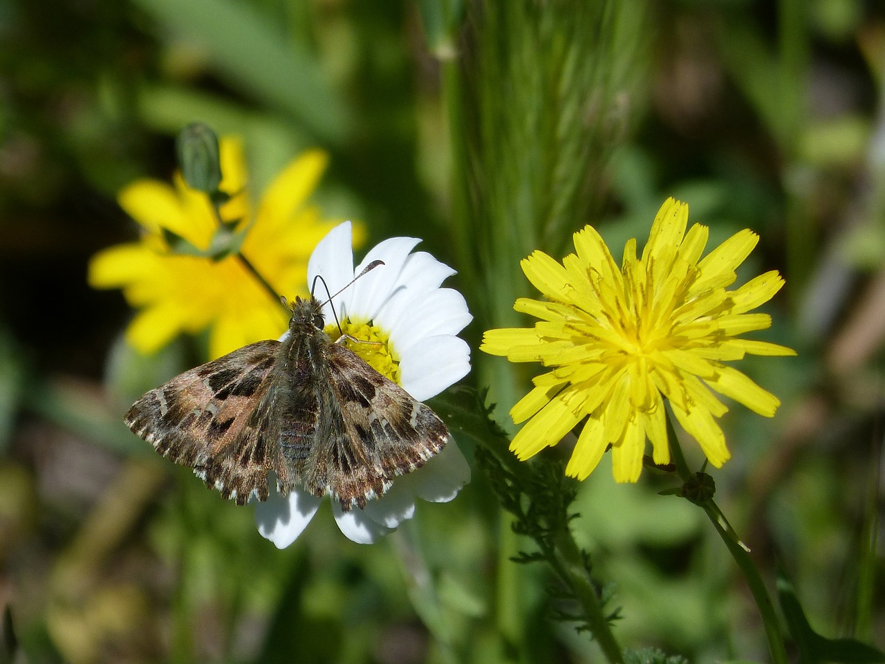 carcharodus alceae butterfly daisy free photo