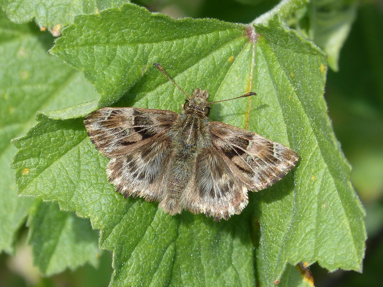 carcharodus alceae butterfly moth free photo