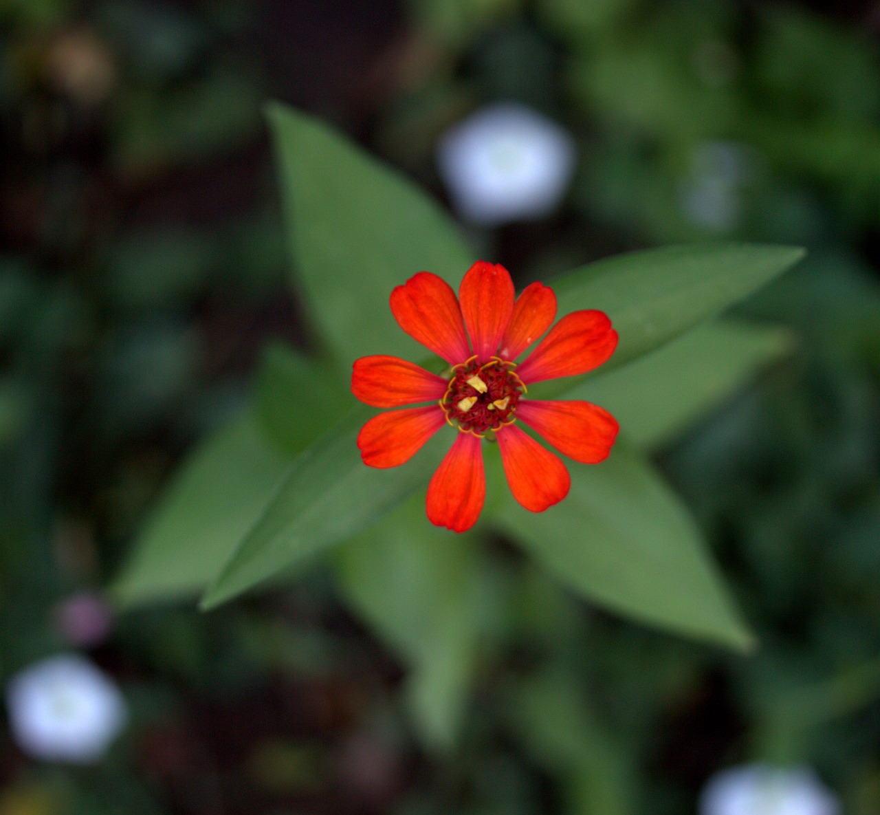 carciumareasa flower red free photo