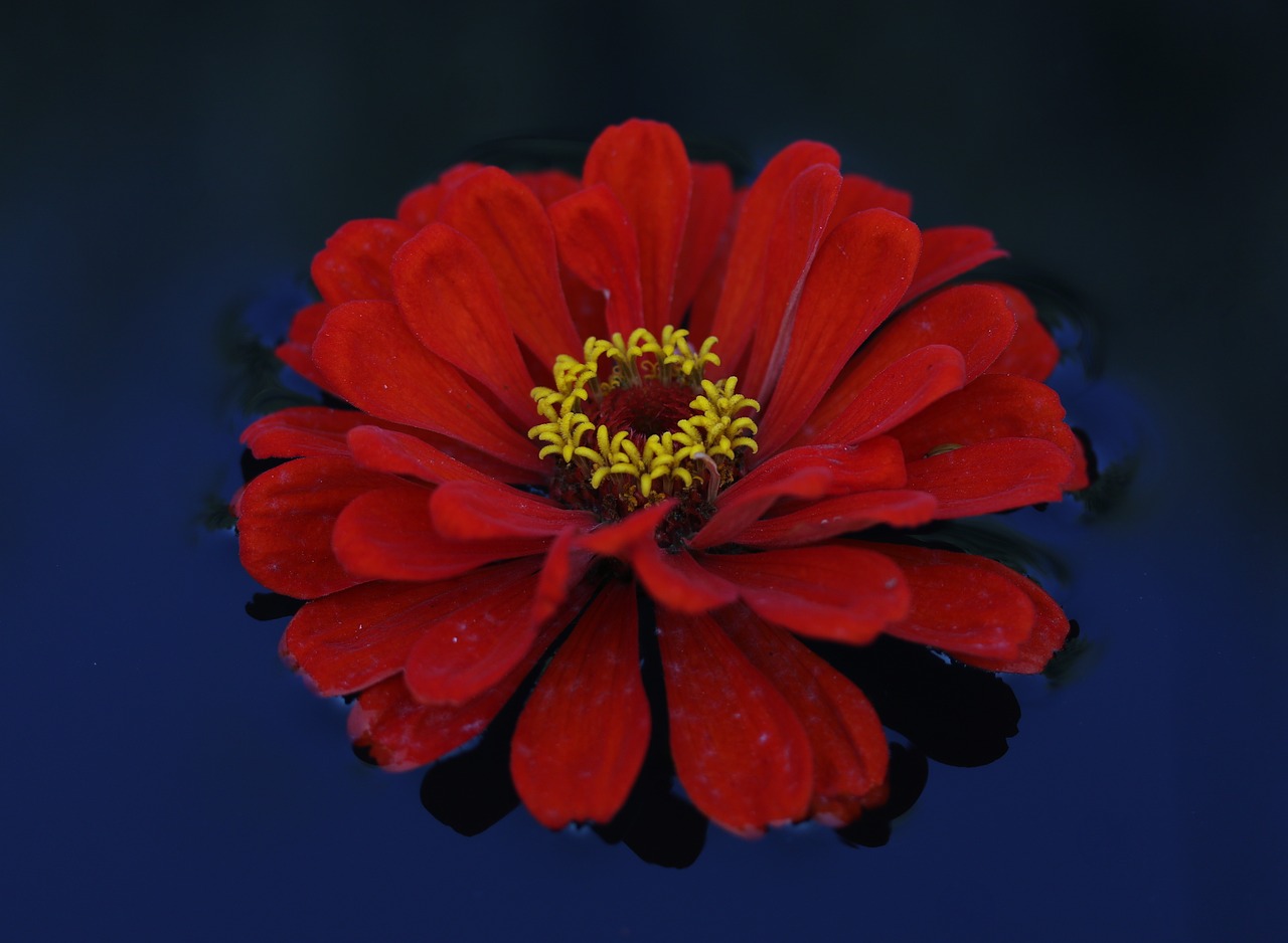 carciumareasa  flower  red free photo