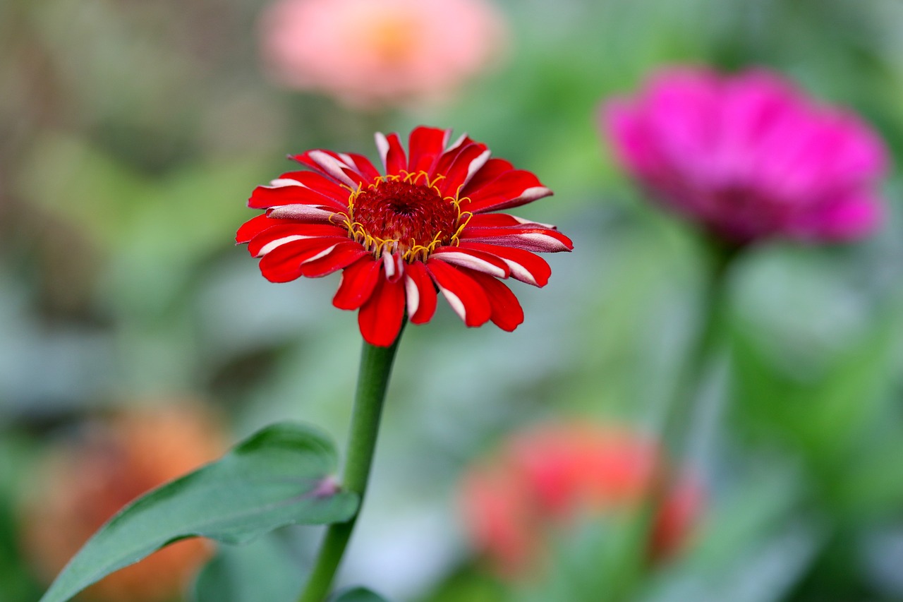 carciumareasa  flower  red free photo