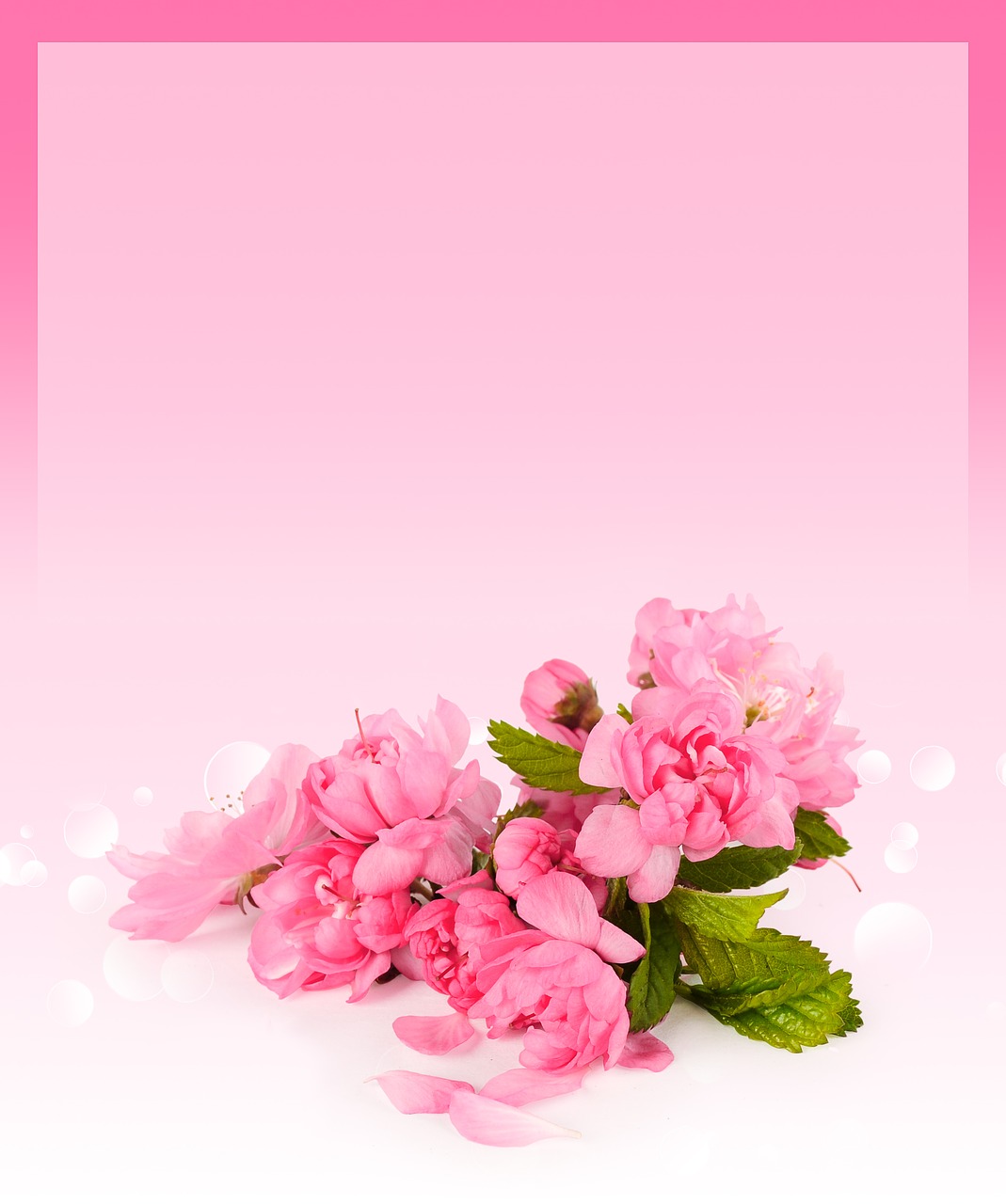 card cherry background free photo