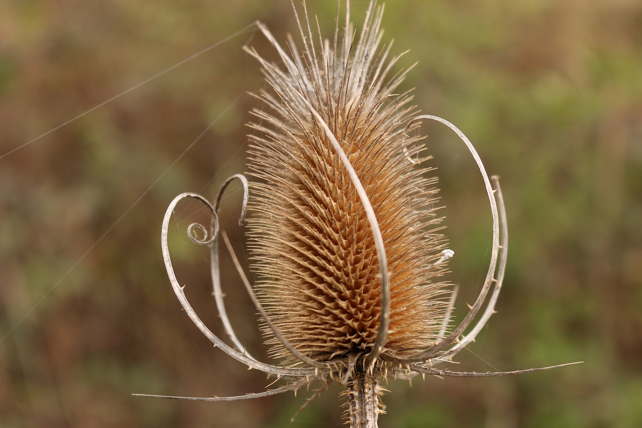 card spiral prickly free photo
