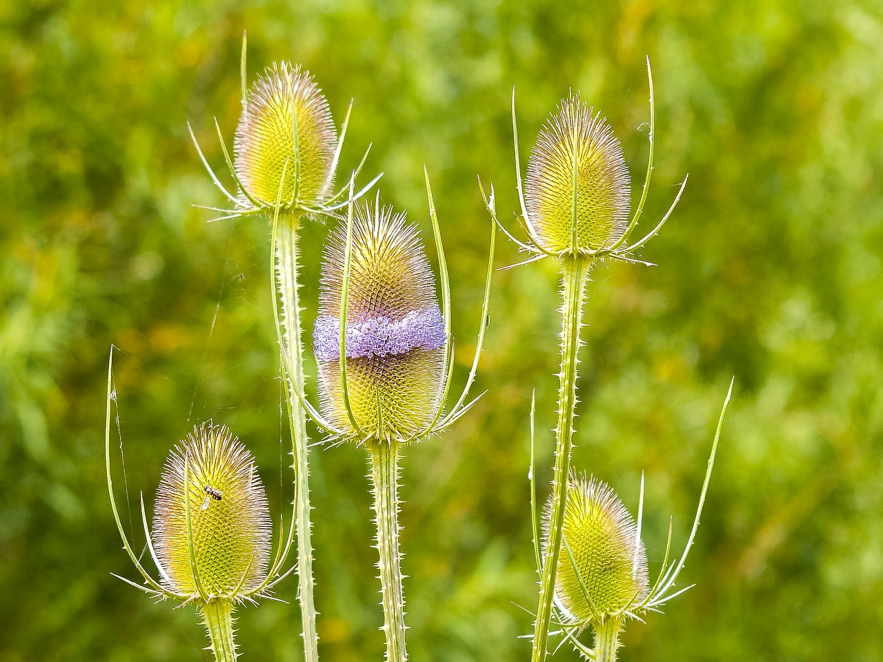 card plant flower free photo